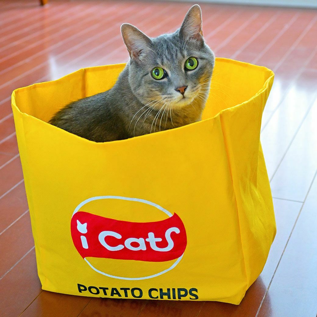 iCAT 躲藏洋芋片袋
