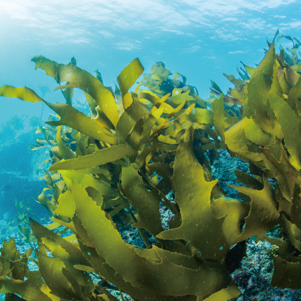 皮秒前導精華｜特規高濃度