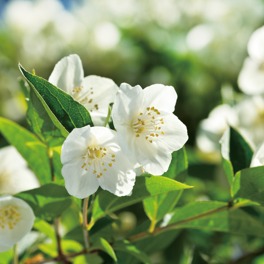 完美淨白標靶精華