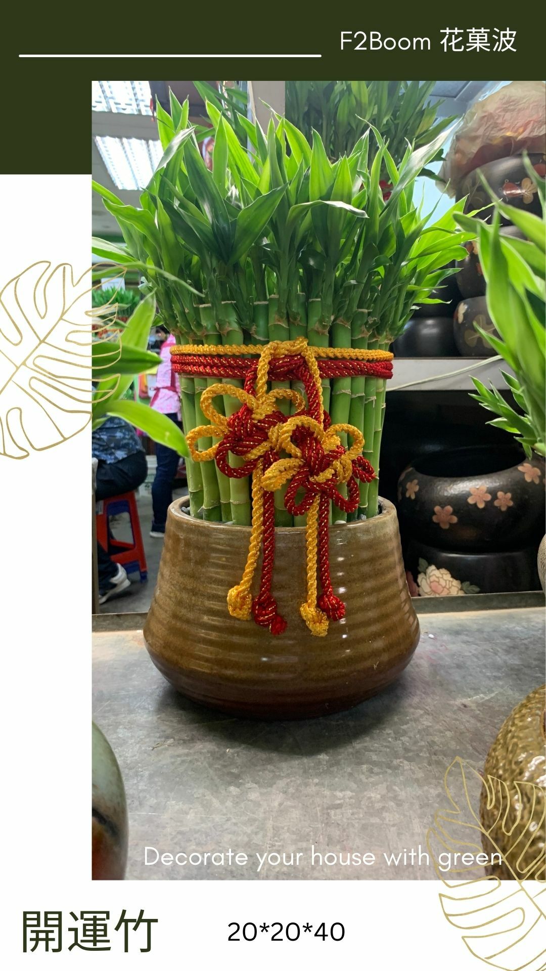 houseplants