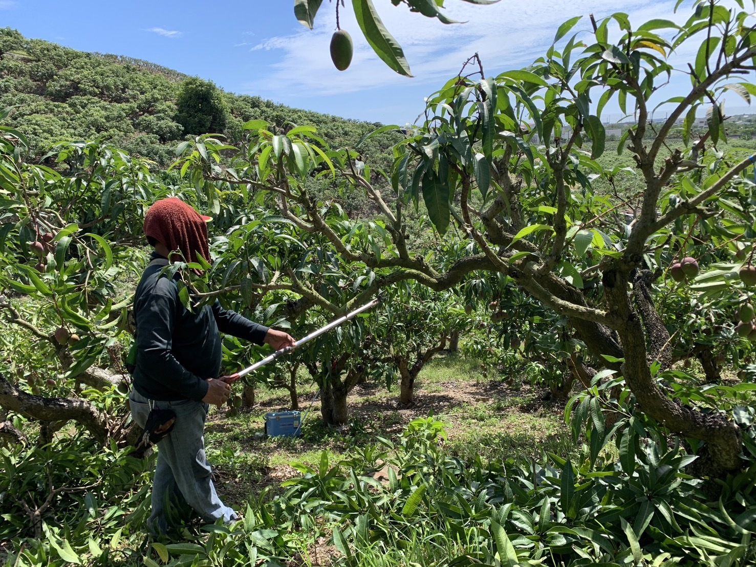 #火火Netshop #火火國際 #台灣 #枋山 #愛文芒果 #高雄市 #老樹 #玉荷包 #荔枝 #馬來西亞 #榴槤 #猫山皇 #黑刺 #楊山 #水蜜桃 #進口 #生果 #水果 #黑珍珠 #鮮果 #母親節 #父親節 #端午節