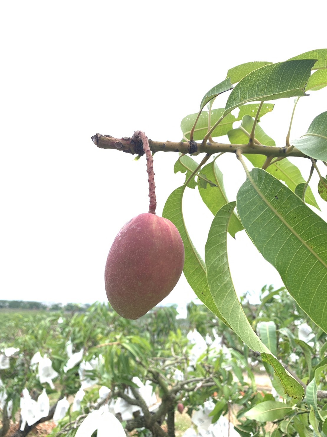 #火火Netshop #火火國際 #台灣 #枋山 #愛文芒果 #高雄市 #老樹 #玉荷包 #荔枝 #馬來西亞 #榴槤 #猫山皇 #黑刺 #楊山 #水蜜桃 #進口 #生果 #水果 #黑珍珠 #鮮果 #母親節 #父親節 #端午節