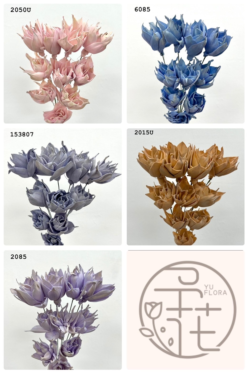 (出清印度索拉花 尖葉雪花系列(5公分)