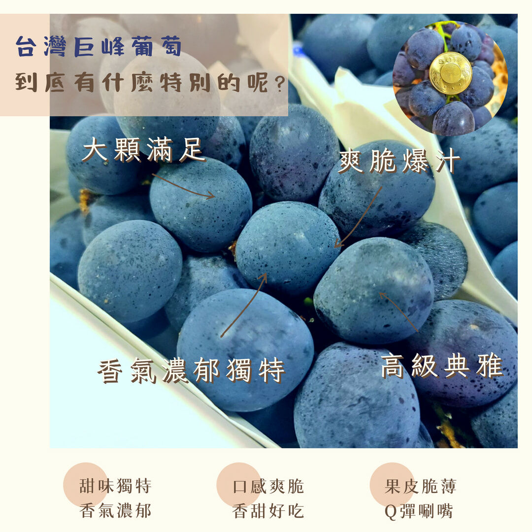 台灣Q彈紮實｜巨峰葡萄｜清新多汁
