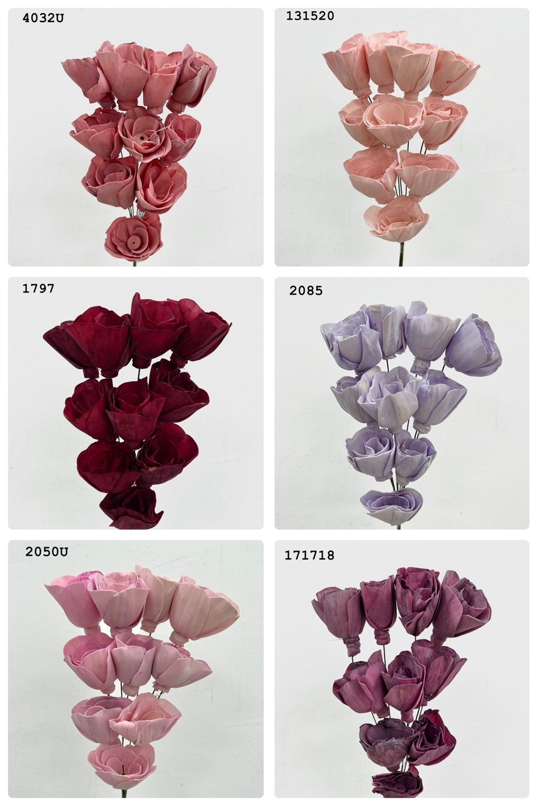 (出清)印度索拉花 開花鬱金香(5公分)