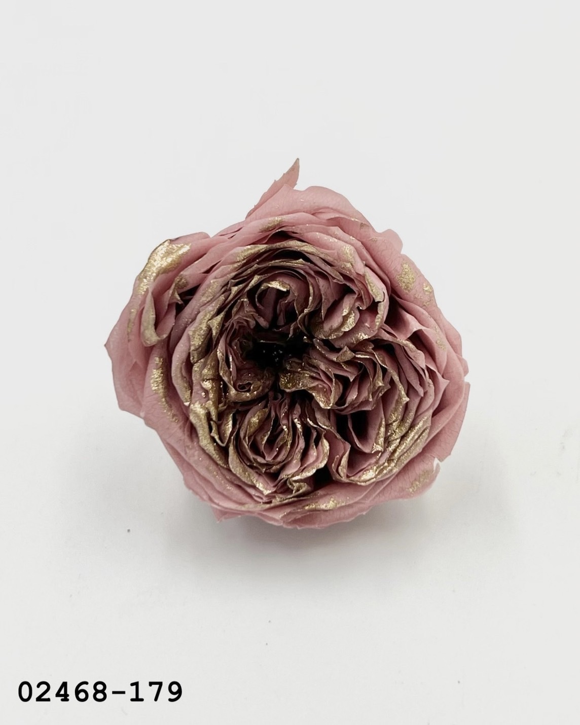 日本不凋庭園玫瑰(鑲金) 02468-179