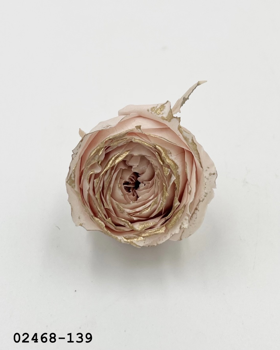 日本不凋庭園玫瑰(鑲金) 02468-139