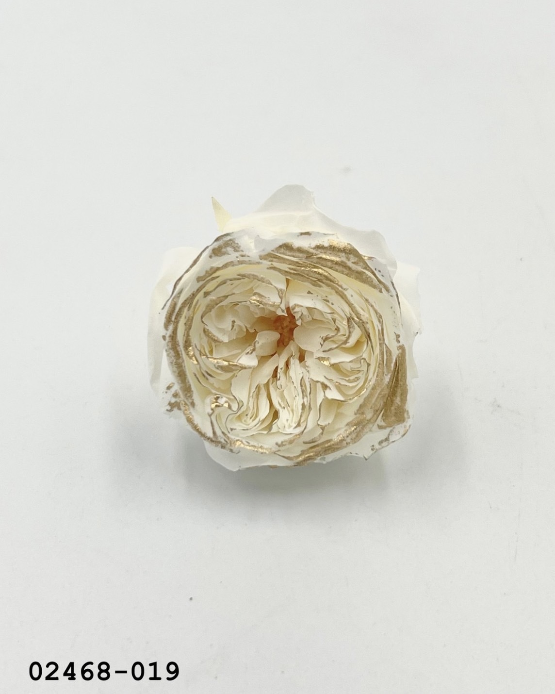 日本不凋庭園玫瑰(鑲金) 02468-019