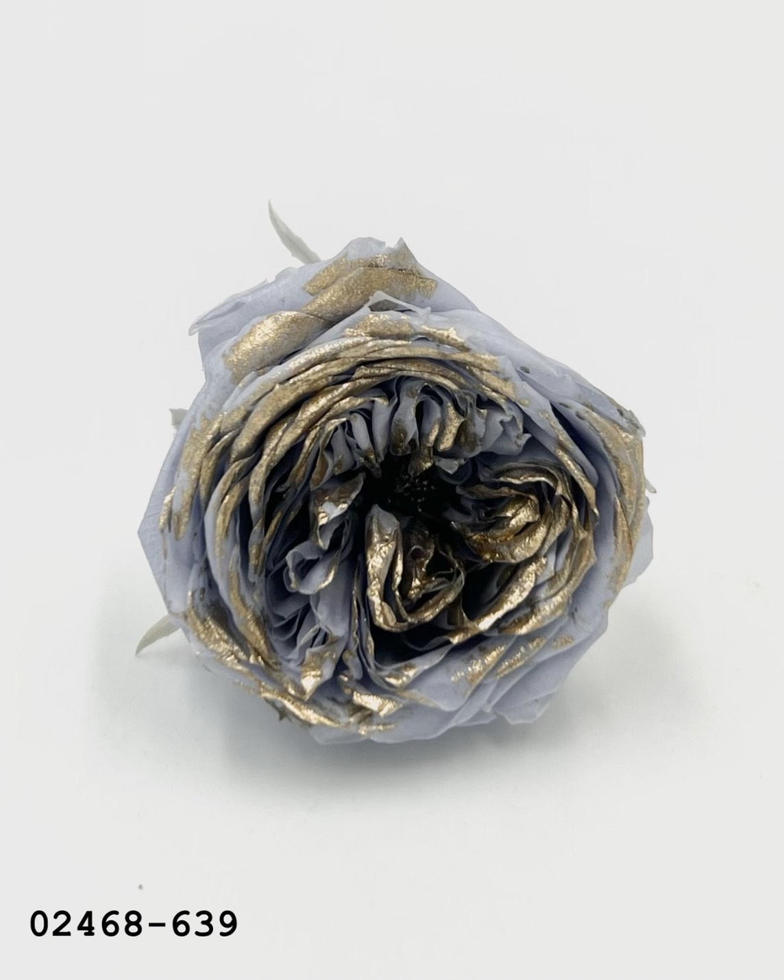 日本不凋庭園玫瑰(鑲金) 02468-639