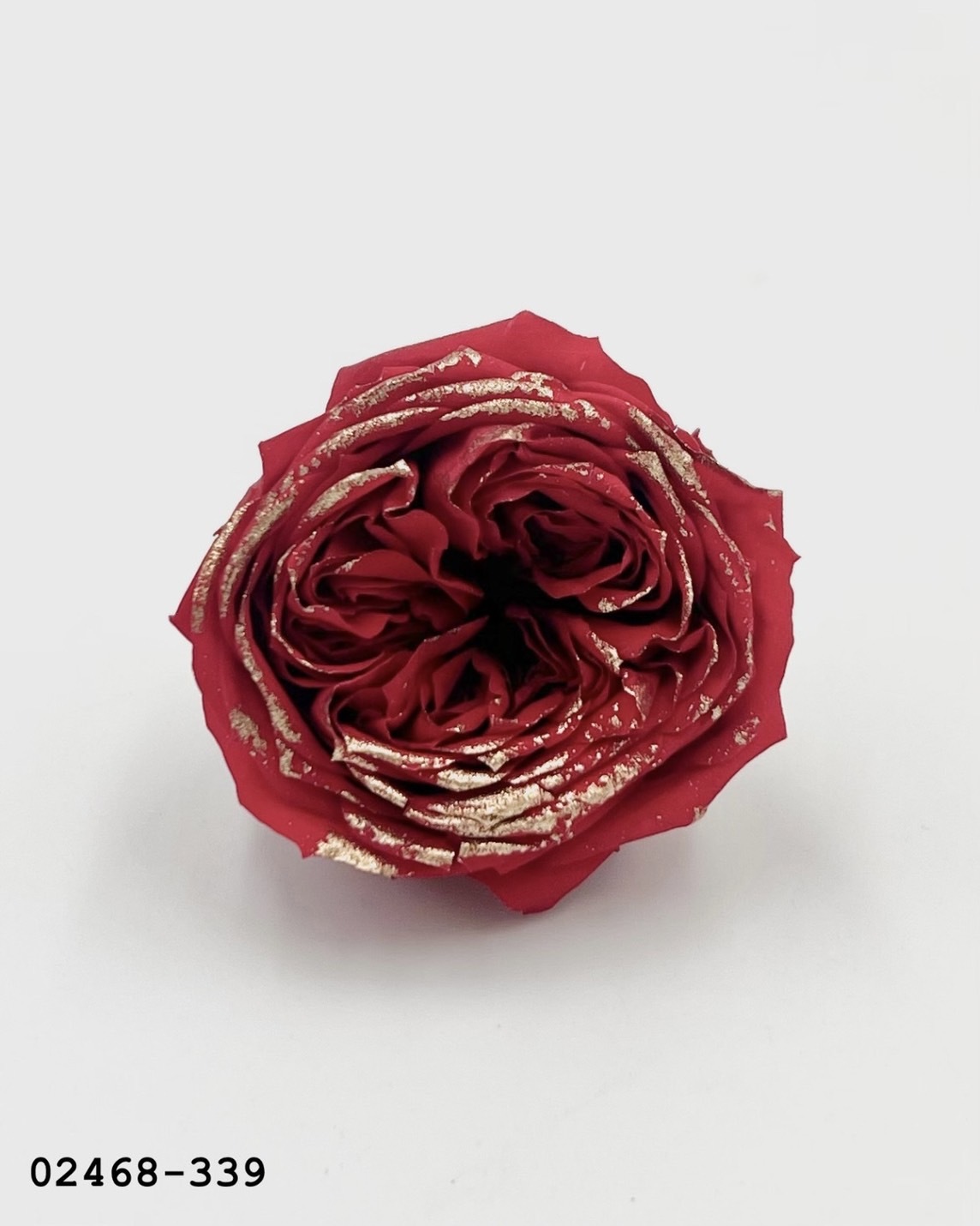 日本不凋庭園玫瑰(鑲金) 02468-339