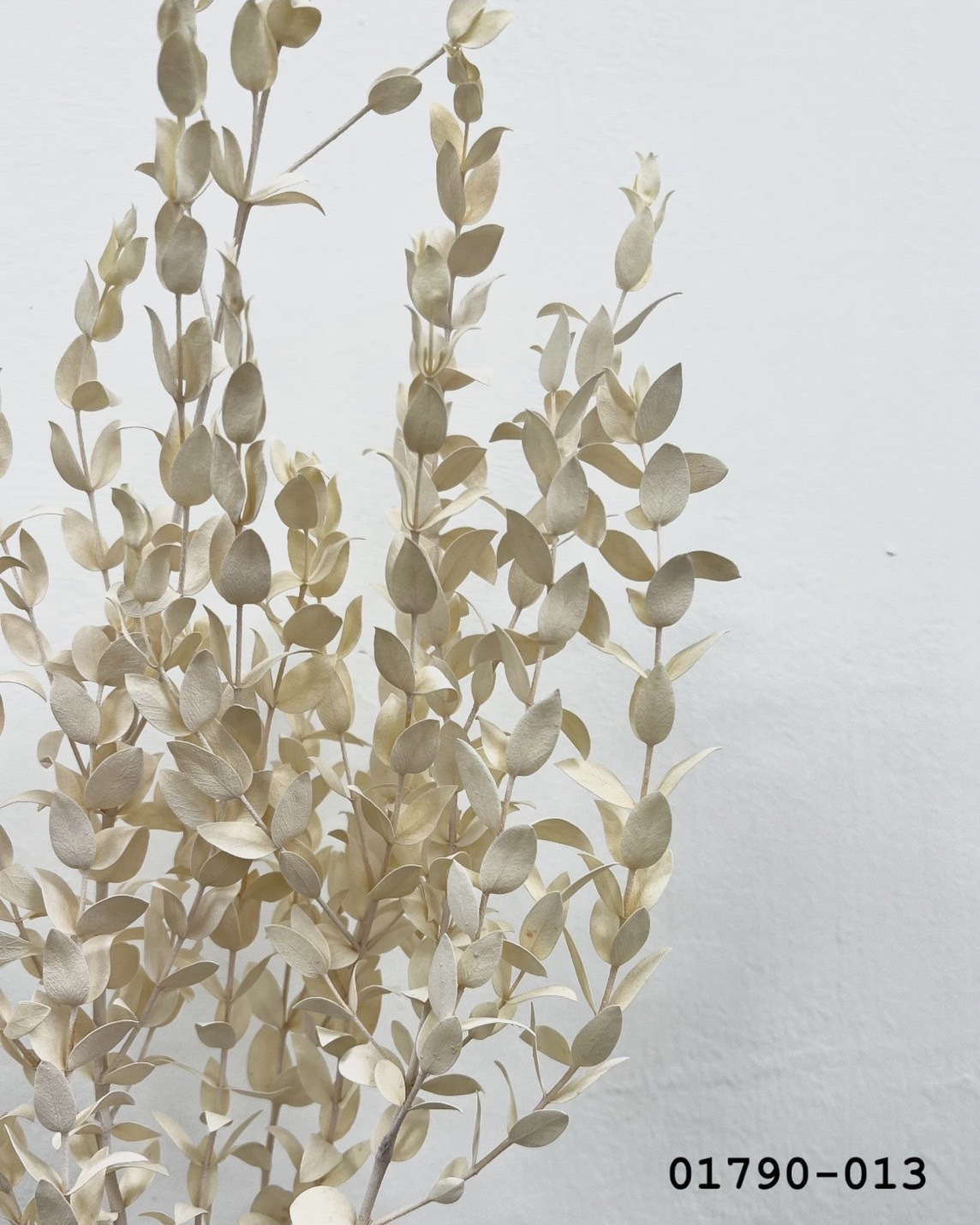 日本不凋小尖尤加利葉 01790-013