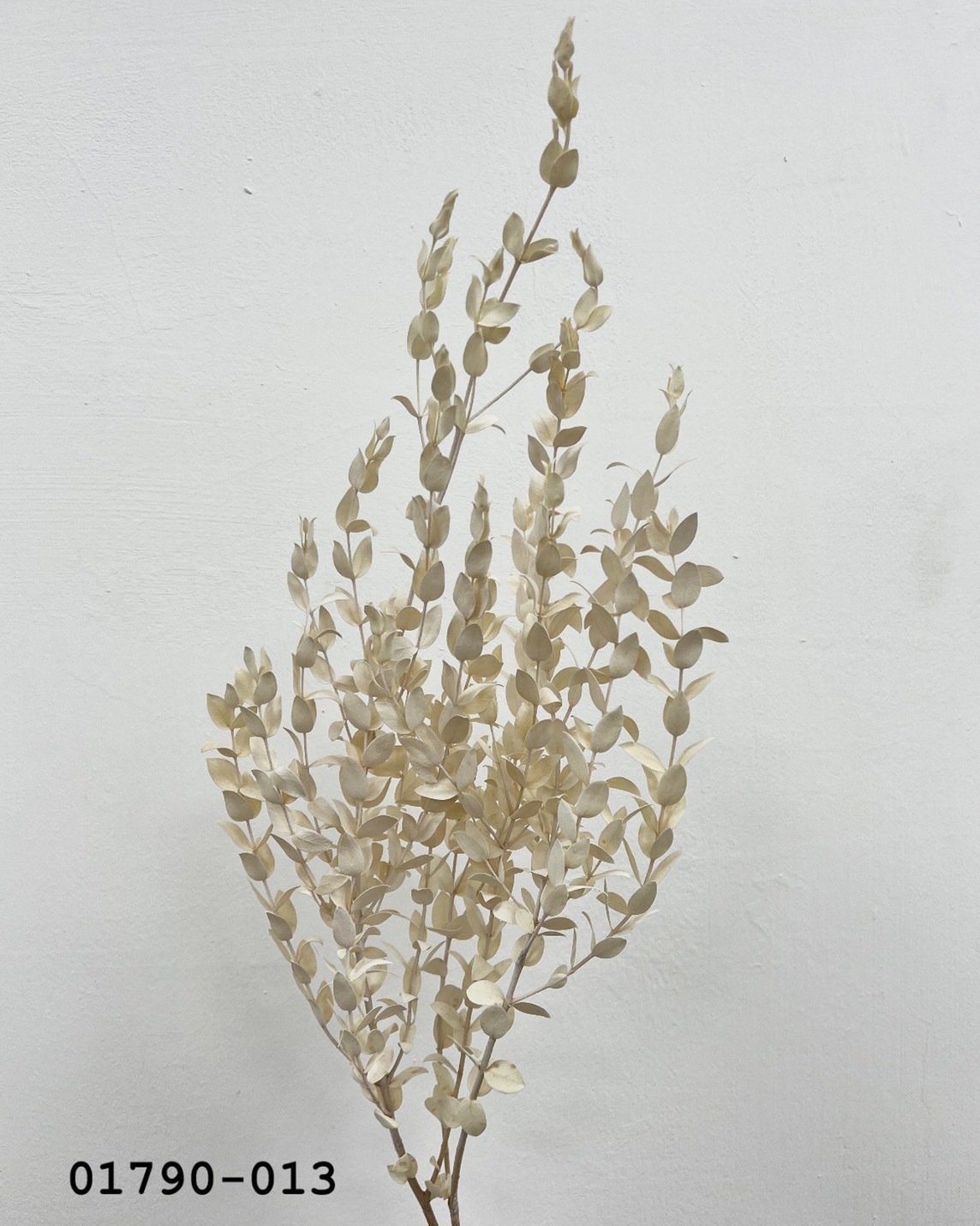 日本不凋小尖尤加利葉 01790-013