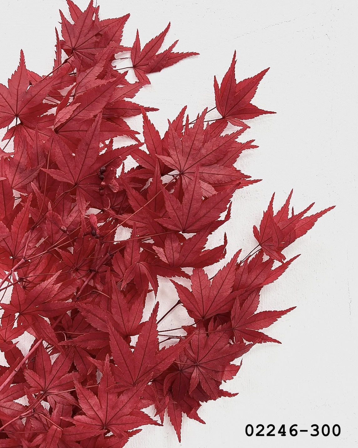 日本不凋楓葉 02246-300
