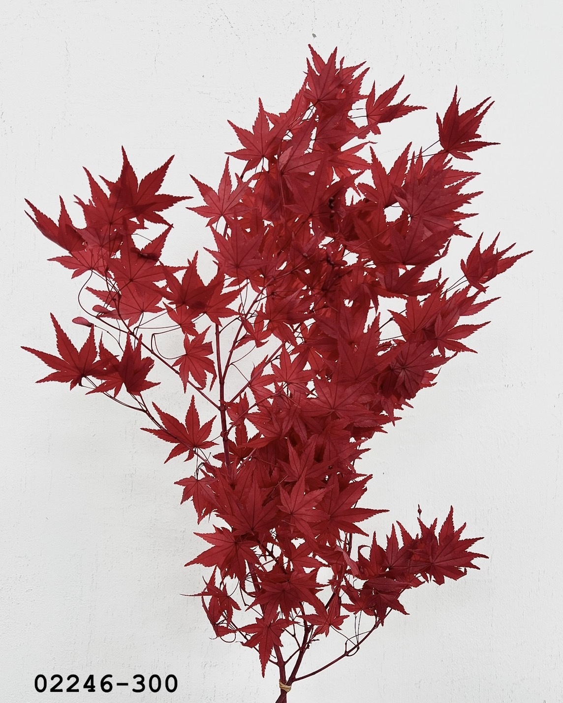 日本不凋楓葉 02246-300