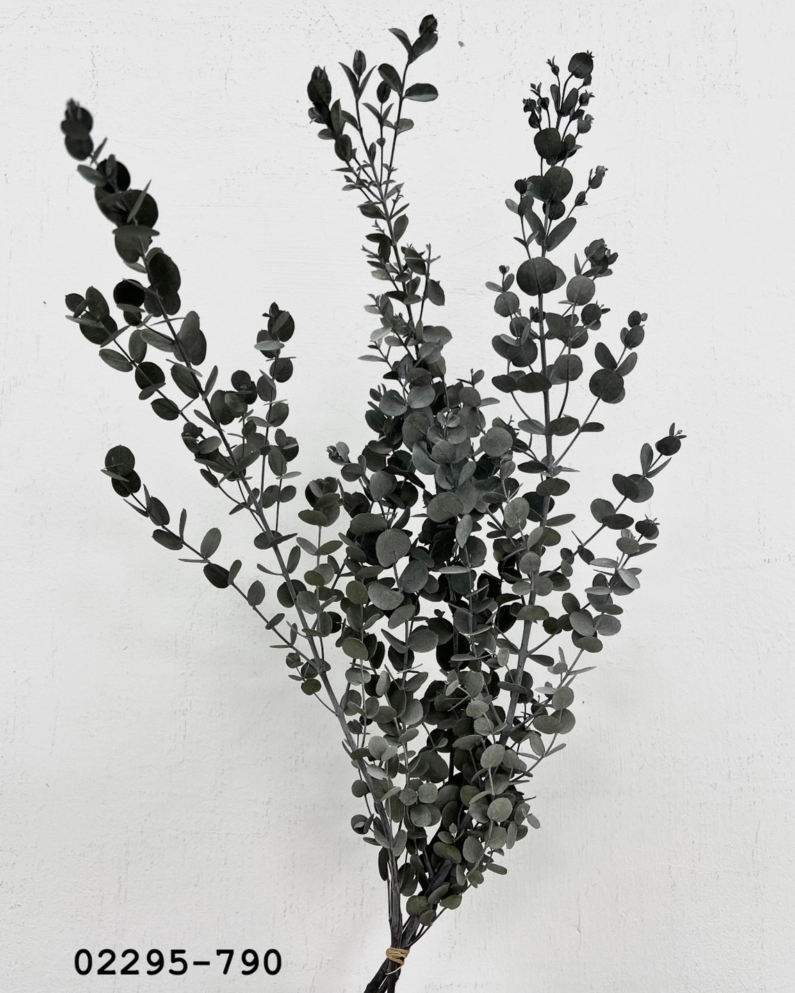 日本不凋小圓尤加利葉 02295-790