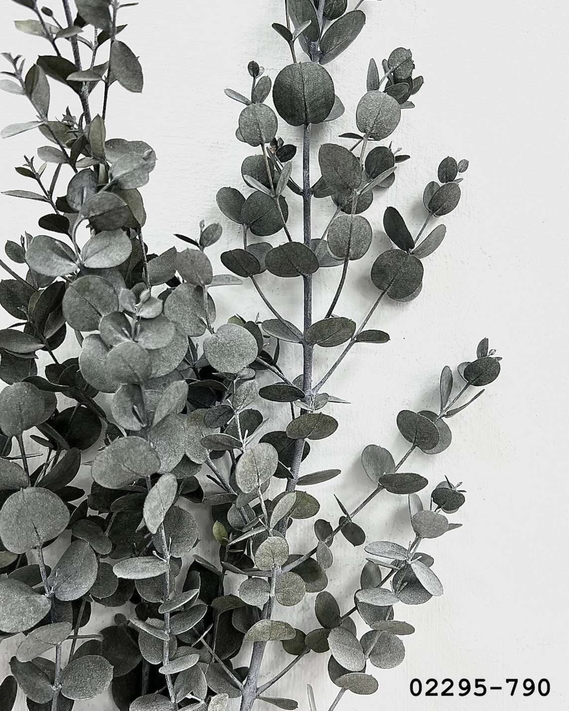 日本不凋小圓尤加利葉 02295-790