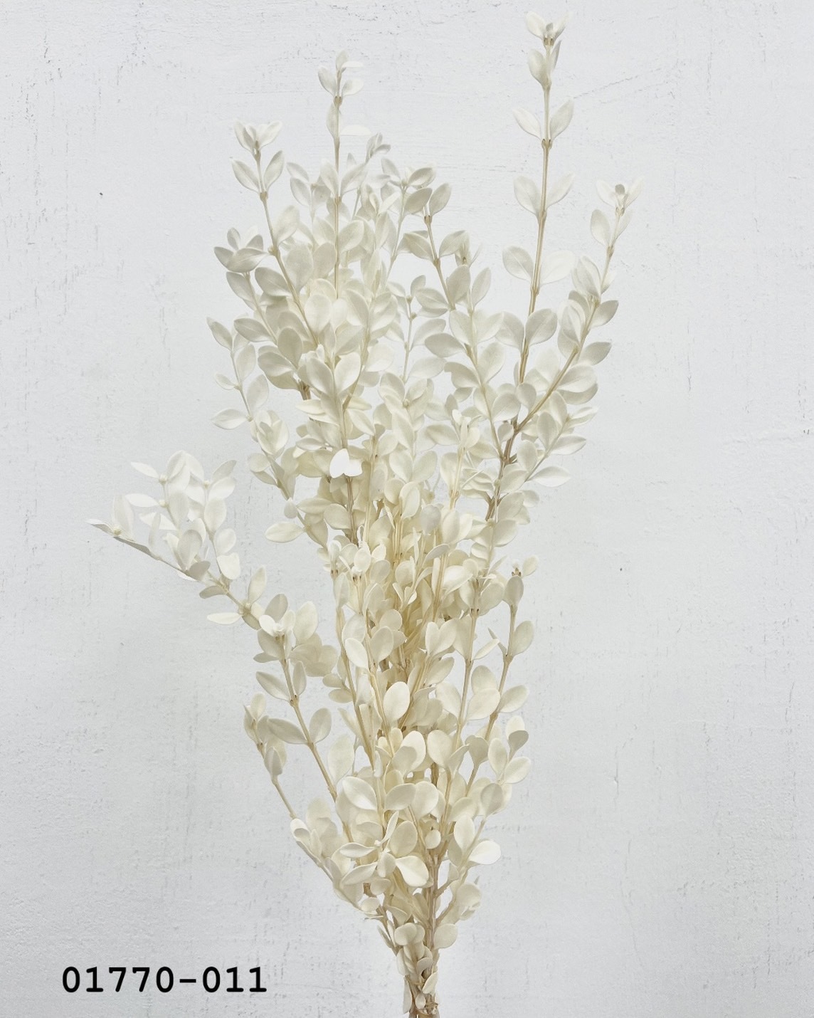 日本不凋黃楊 01770-011