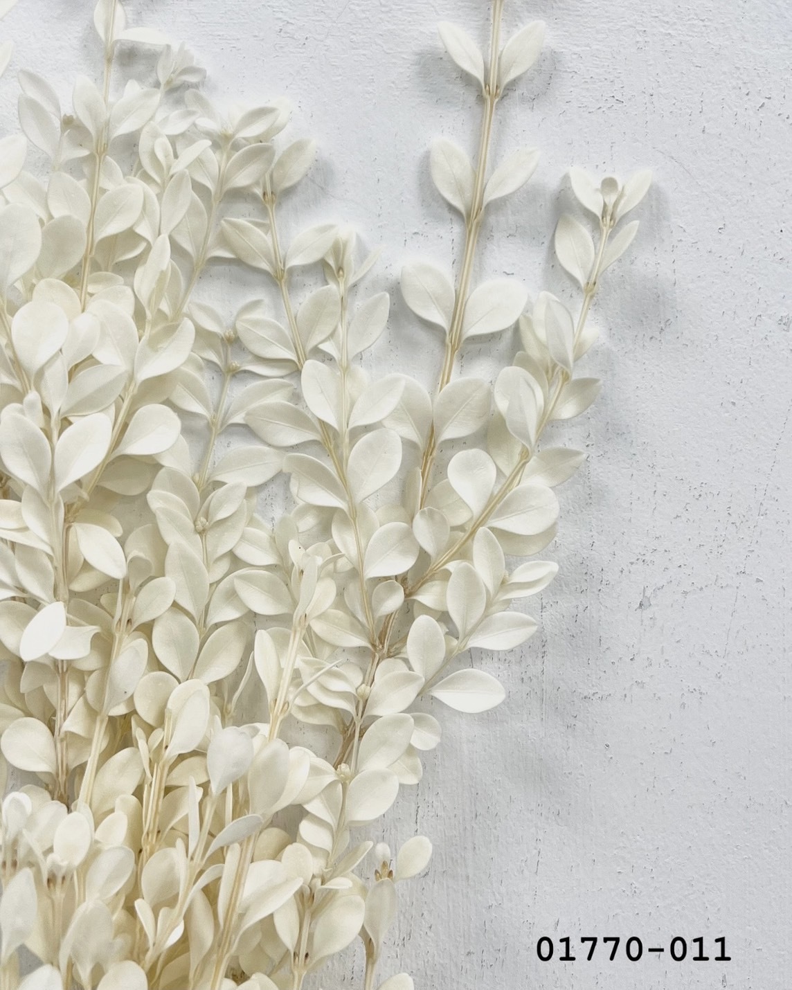 日本不凋黃楊 01770-011