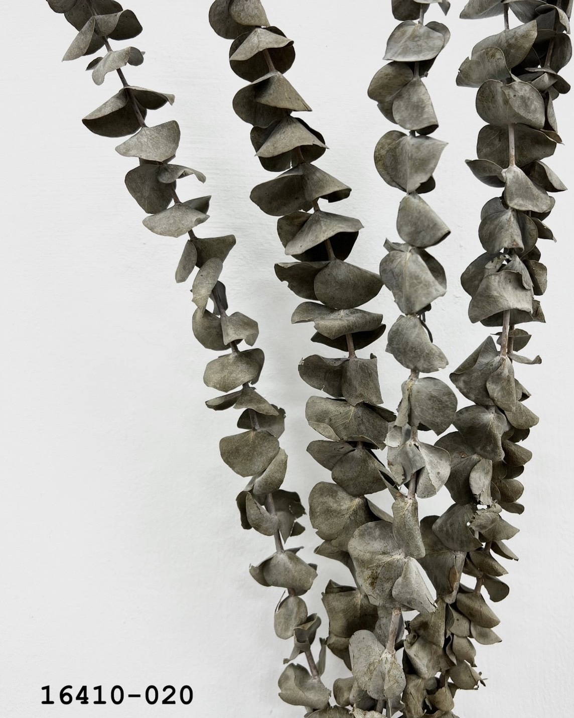 乾燥小圓尤加利16410-020