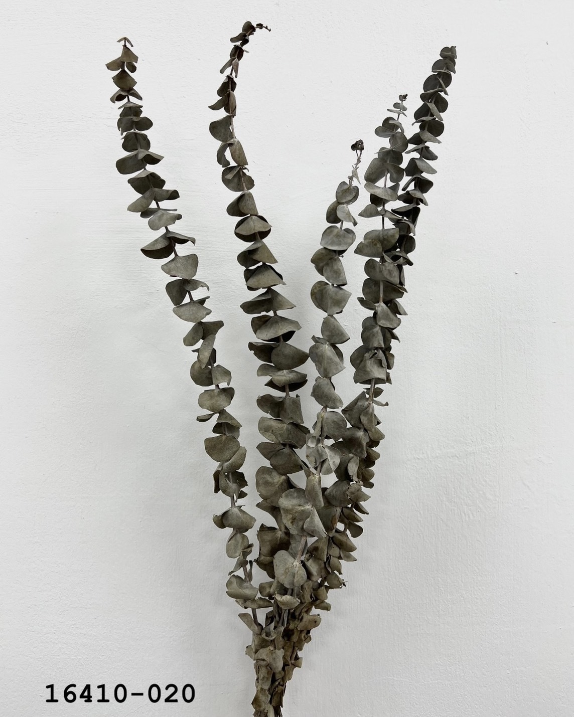 乾燥小圓尤加利16410-020