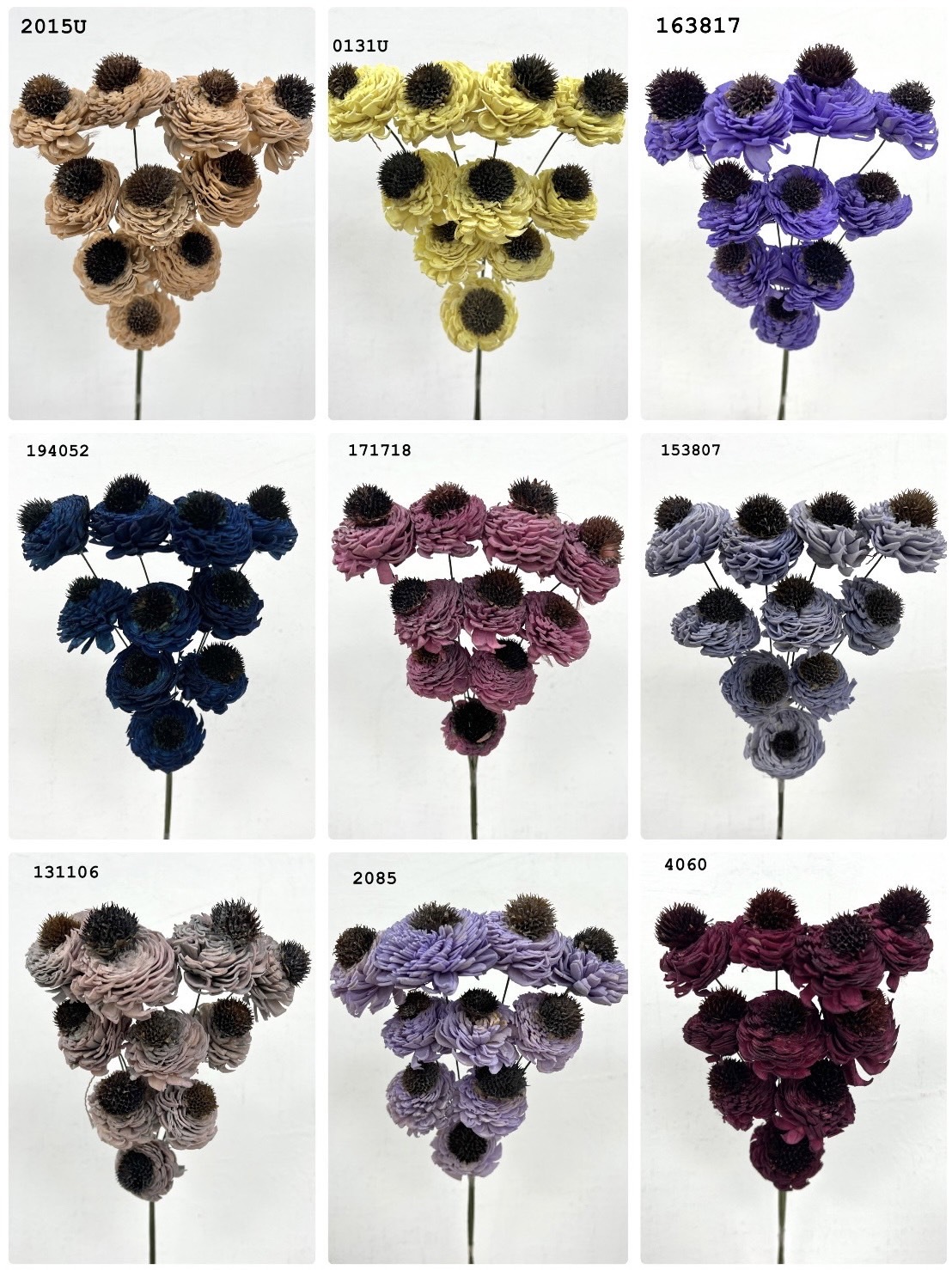 (出清)印度索拉花 松果玫瑰(5公分)