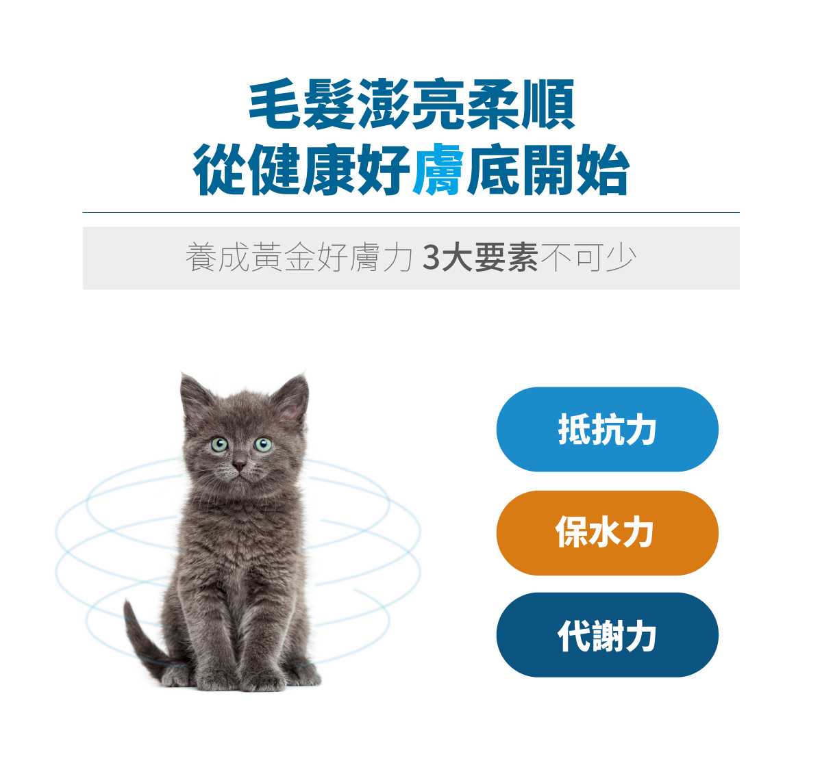 Moreson 木入森｜貓咪膚立好