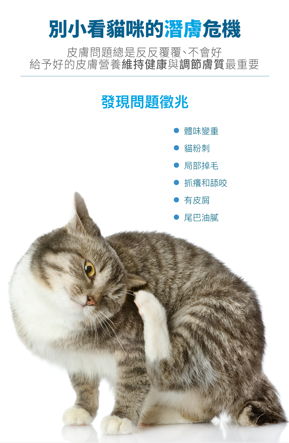 Moreson 木入森｜貓咪膚立好