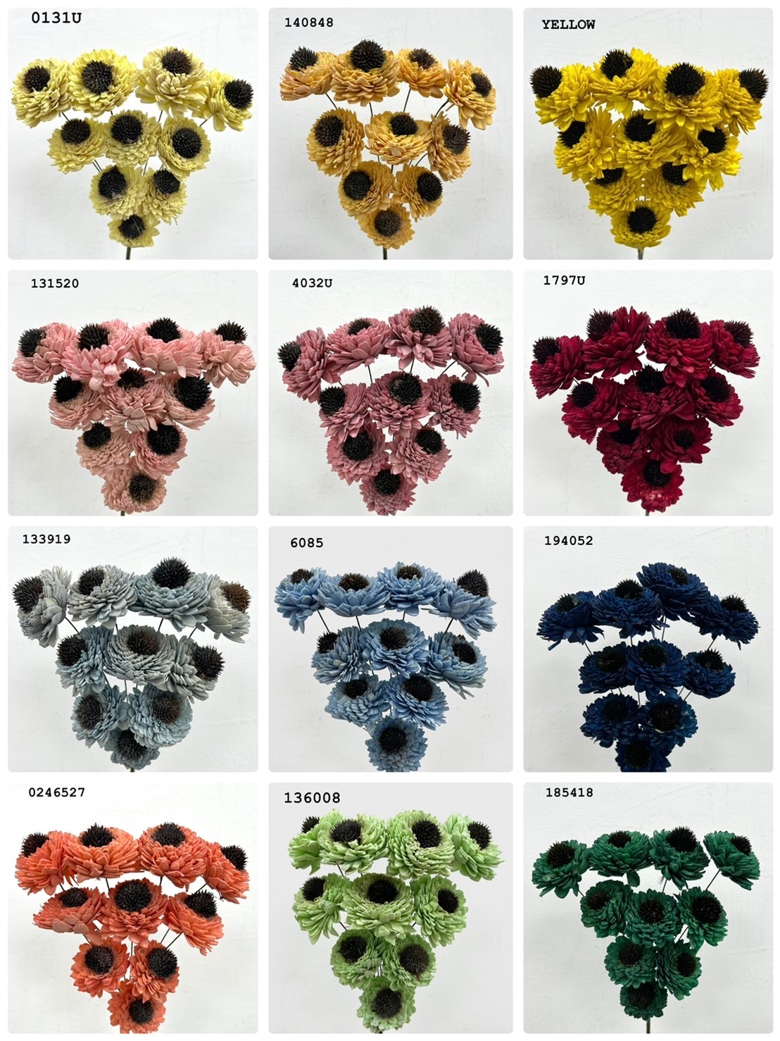 (出清)印度索拉花 凸菊(5公分)