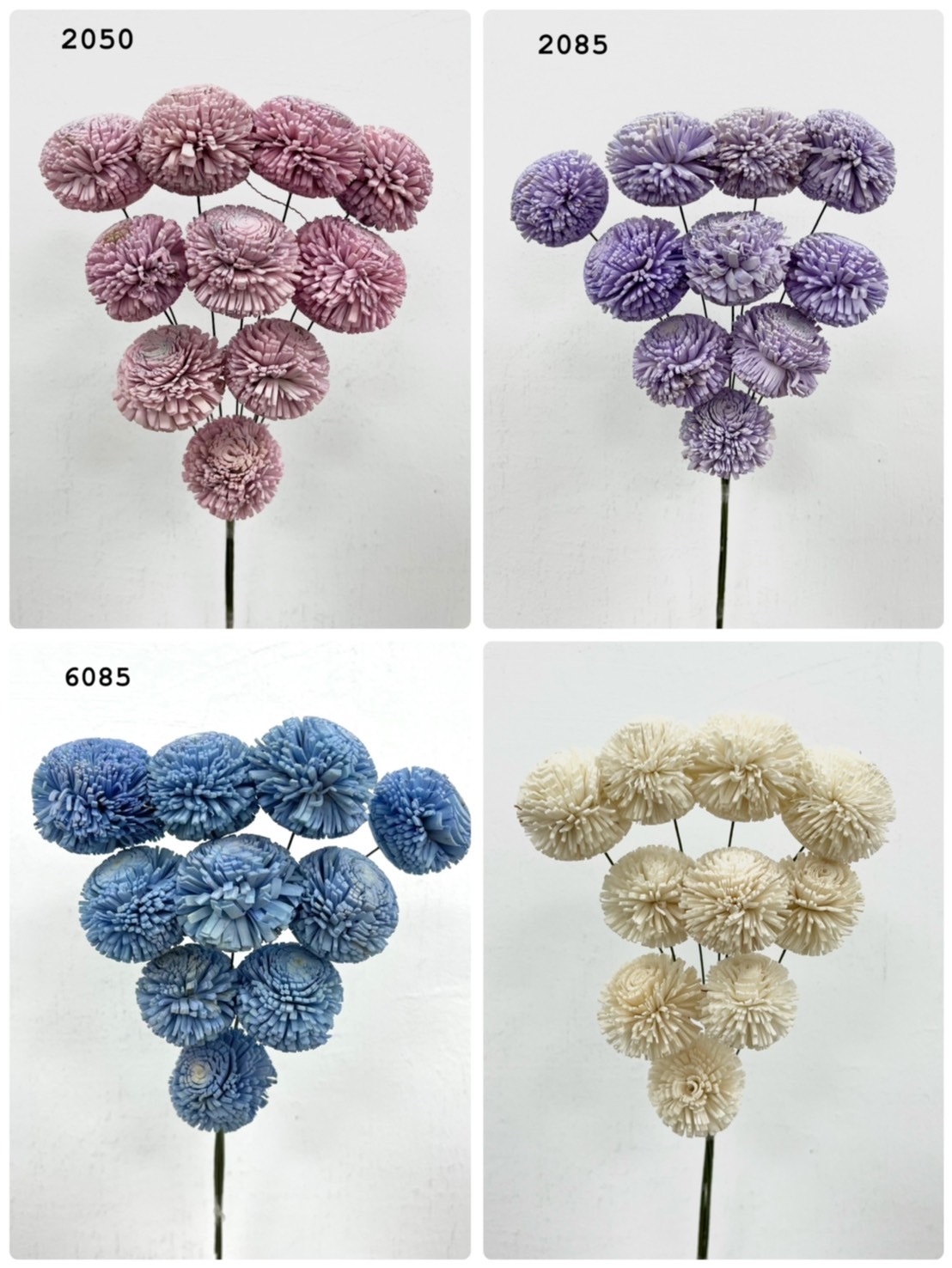 印度索拉花 乒乓菊(5公分)