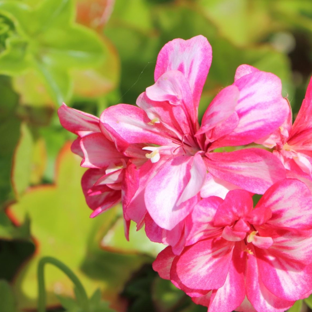 植萃奇肌賦活油｜特規高濃度