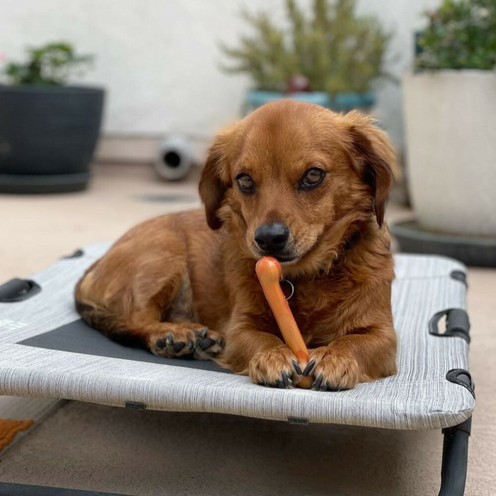 Nylabone 煎餅/烤牛肉/寬條麵味 3件裝