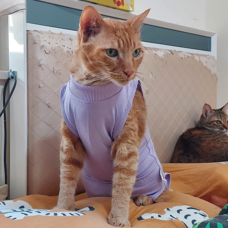 寵物術後彈性保護衣 (絕育衫 / 絕育衣服) (S/M/L)