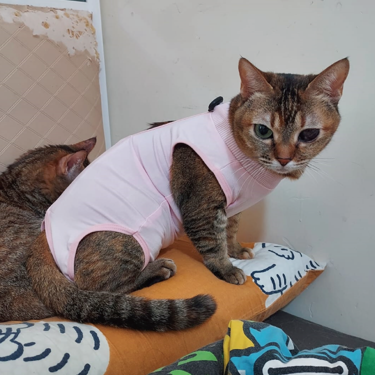 寵物術後彈性保護衣 (絕育衫 / 絕育衣服) (S/M/L)