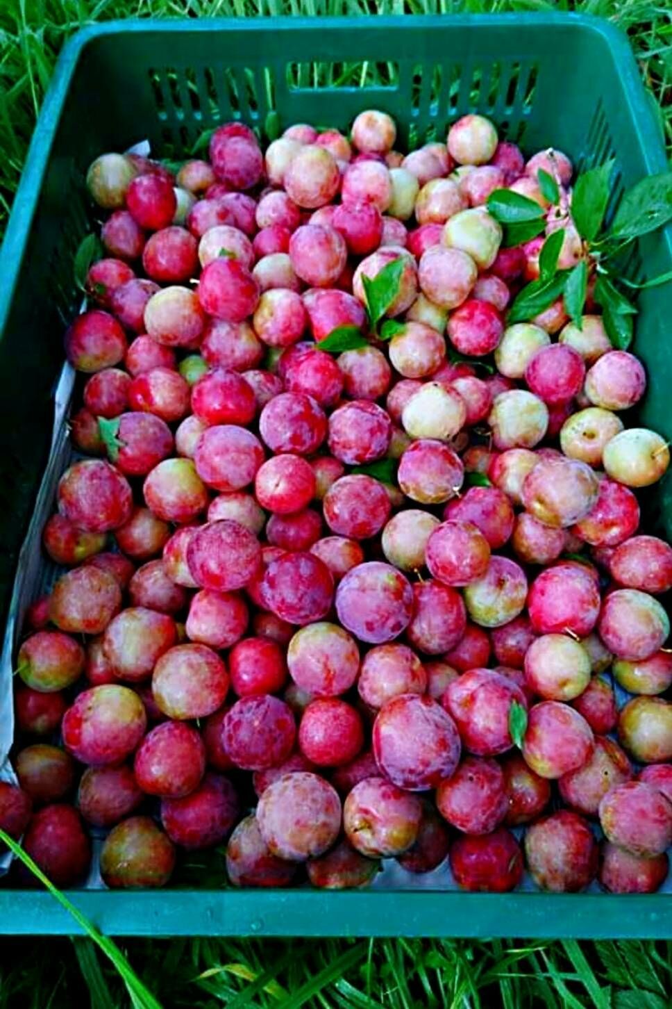 🍎產季6月，歡迎預購!🍎西瓜李、梨山櫻桃蜜李｜禮盒   (依訂單順序採收出貨)｜提琉比長壽村