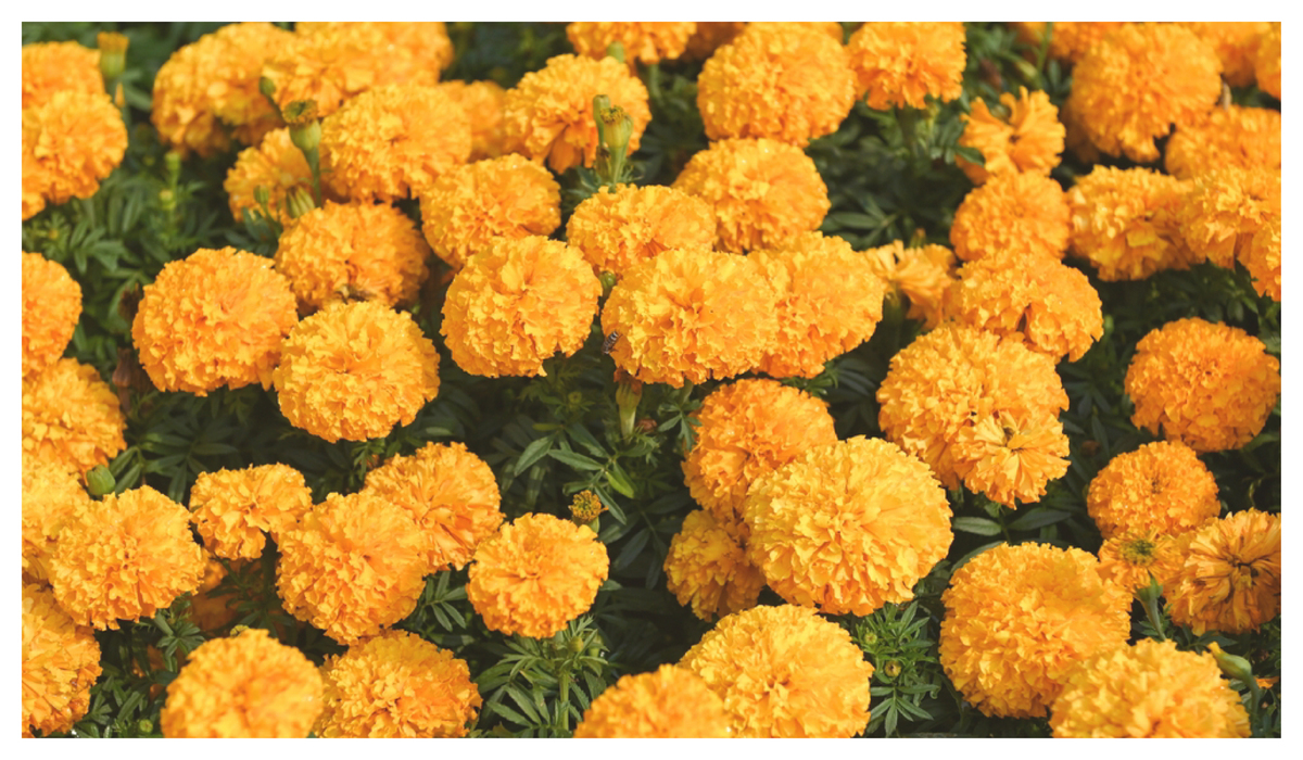 金盞花葉黃素功效