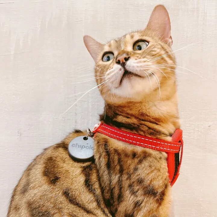 Chipolo｜Chipolo POP安卓兼容版/ONE SPOT 藍芽防丟器  寵物防丟器 防走失