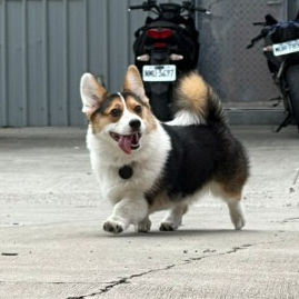 Chipolo｜Chipolo POP安卓兼容版/ONE SPOT 藍芽防丟器  寵物防丟器 防走失