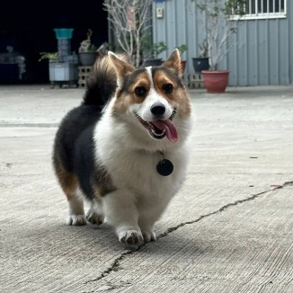 Chipolo｜Chipolo POP安卓兼容版/ONE SPOT 藍芽防丟器  寵物防丟器 防走失