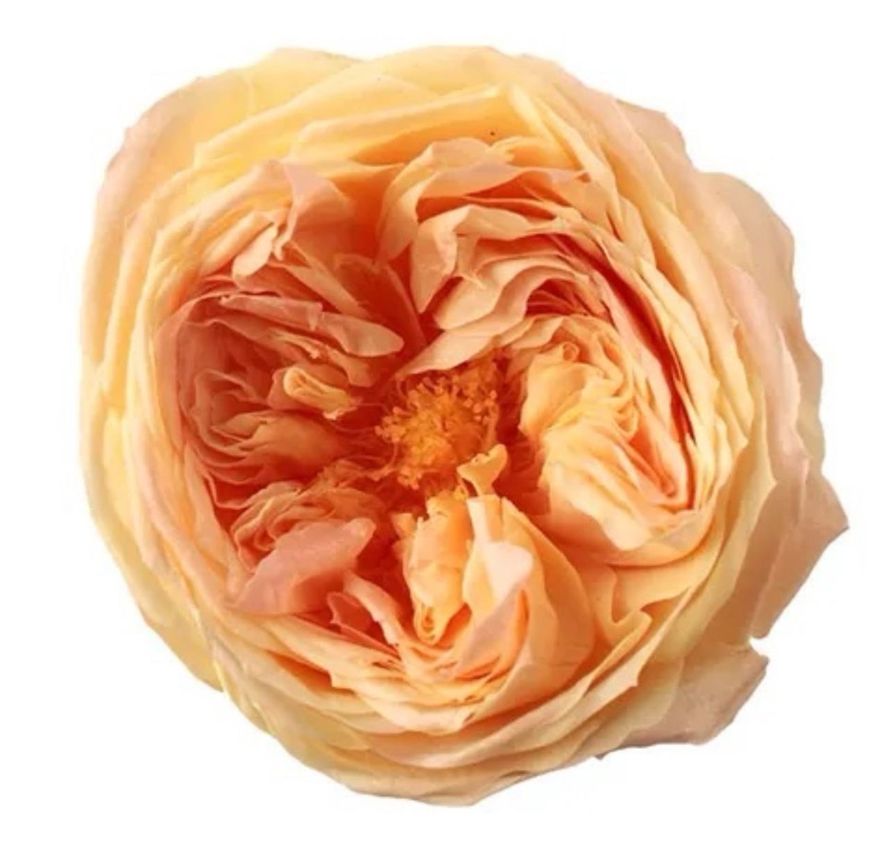 日本不凋庭園玫瑰(6朵) 02473-360