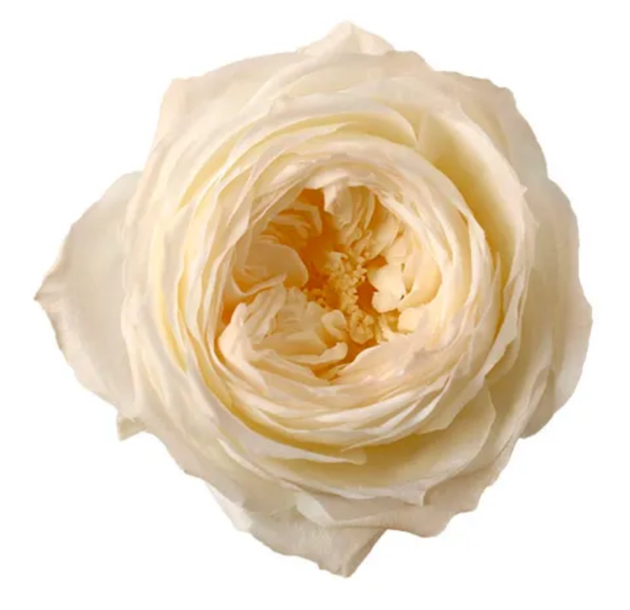 日本不凋庭園玫瑰(6朵) 02473-370