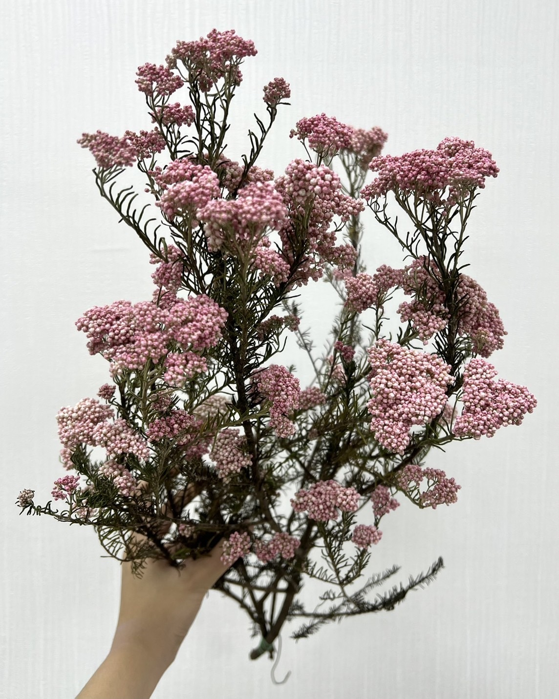 新鮮乾燥米香花