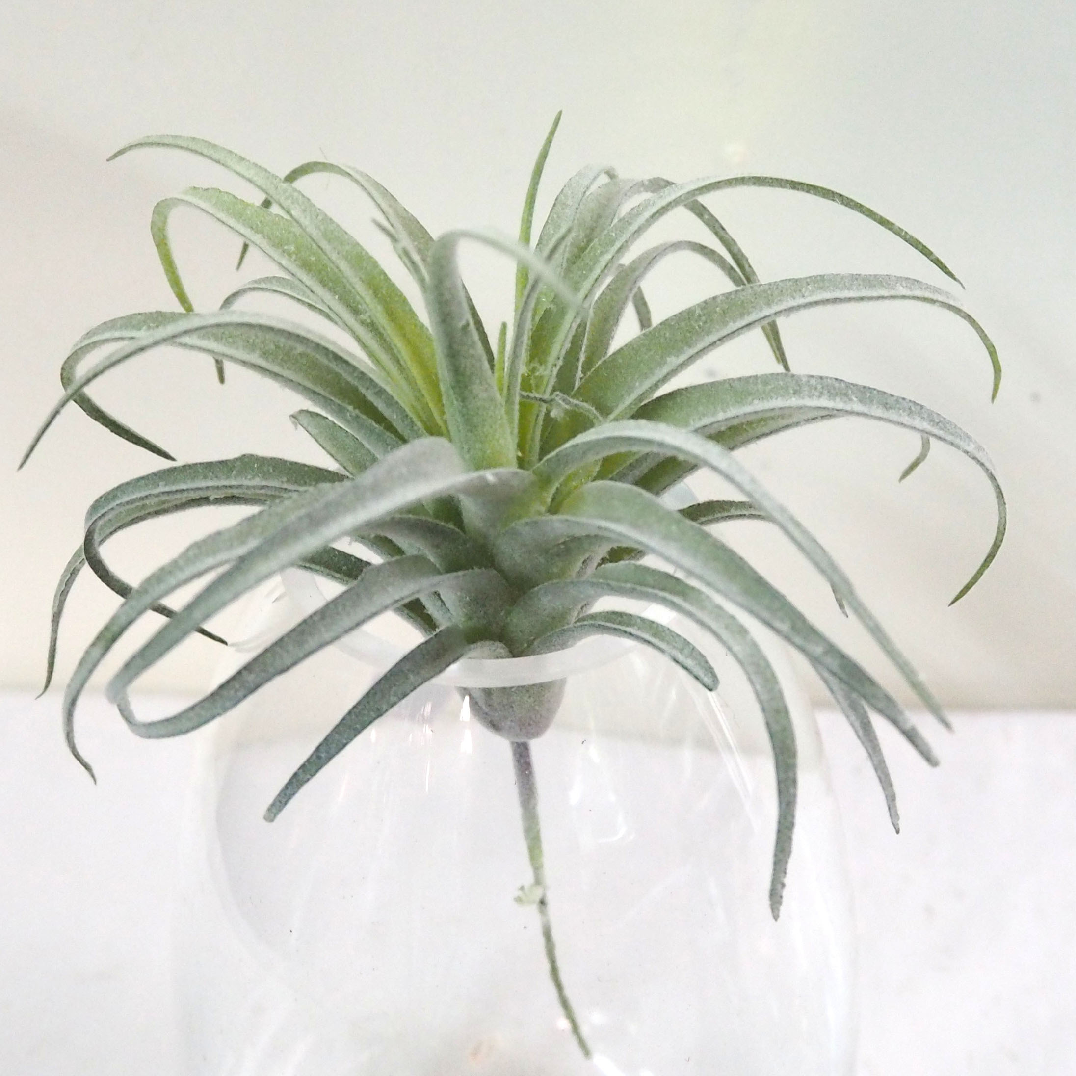 仿真多肉植物-細葉類