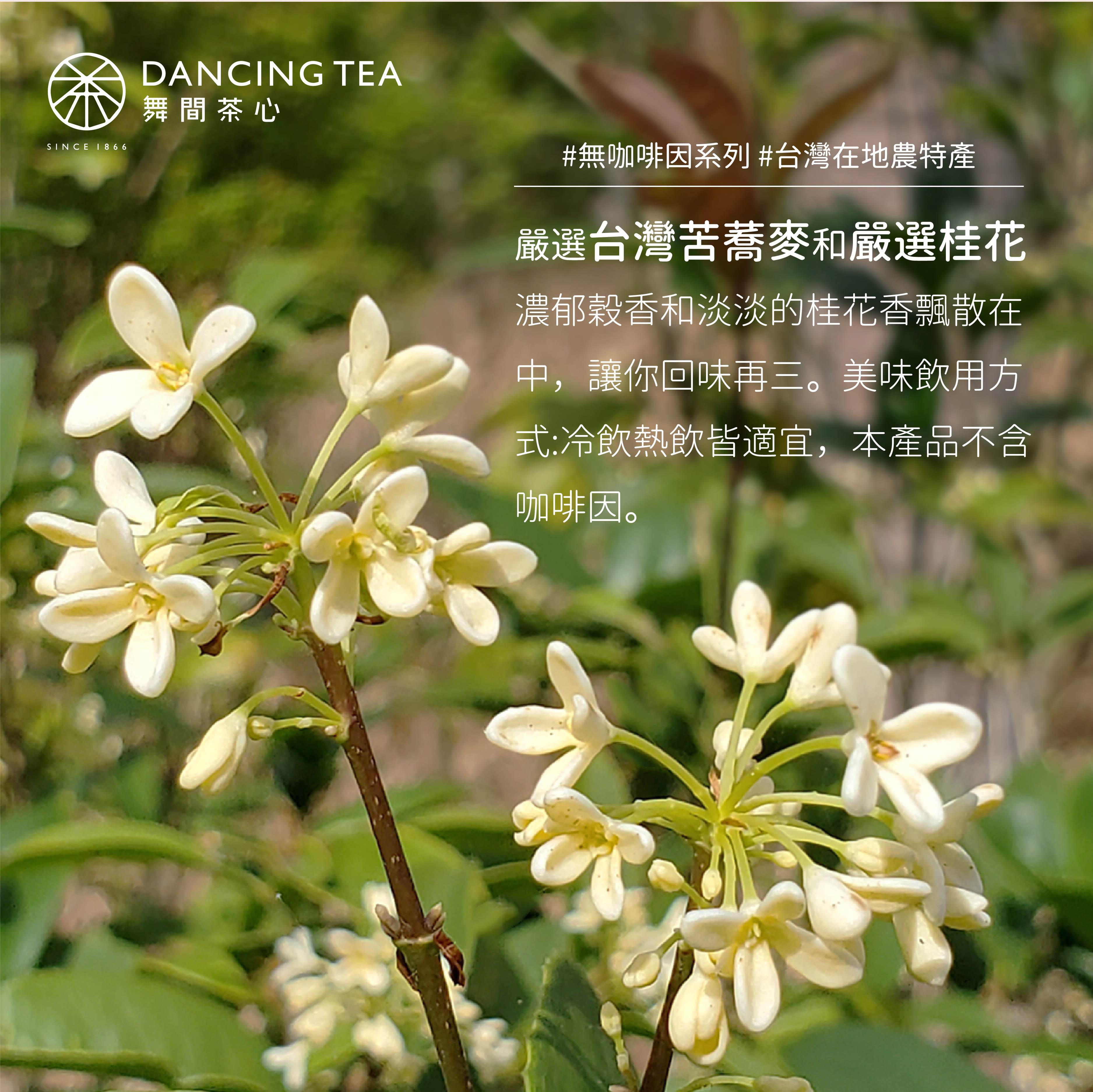 白嫩嫩-苦蕎桂花茶茶包10入 (經濟包)