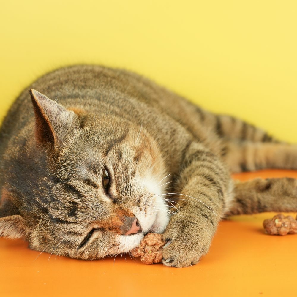 怪獸部落 - Chill快樂 凍乾蟲癭果 18g