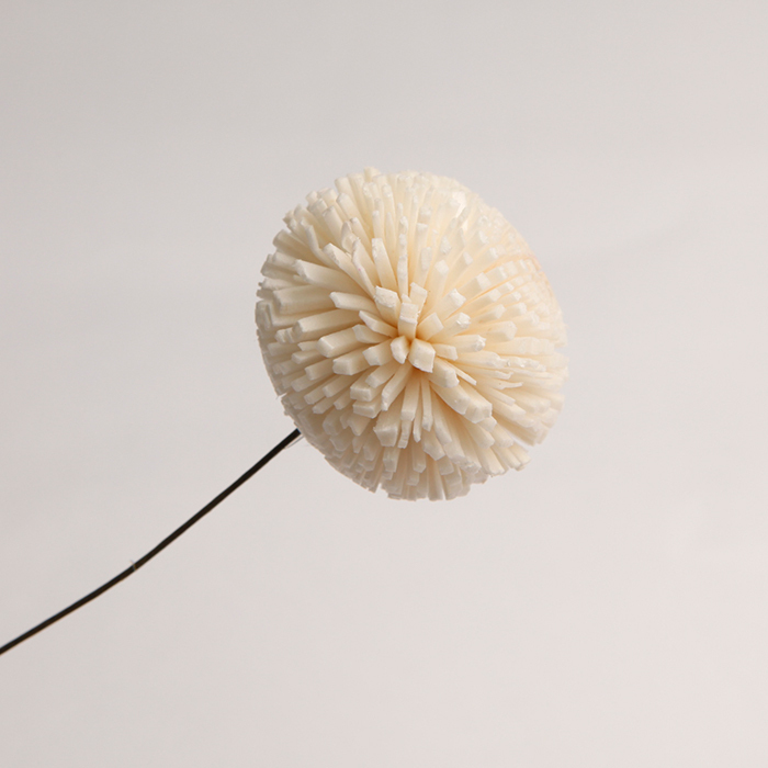 乾燥小乒乓索拉(3cm)