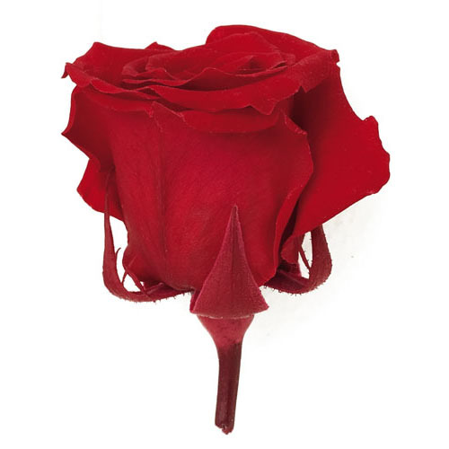 日本Florever永生18輪玫瑰