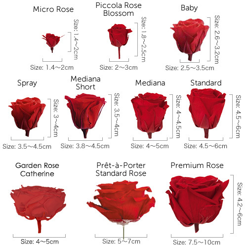 日本Florever永生8輪玫瑰（3.5-4.5cm)