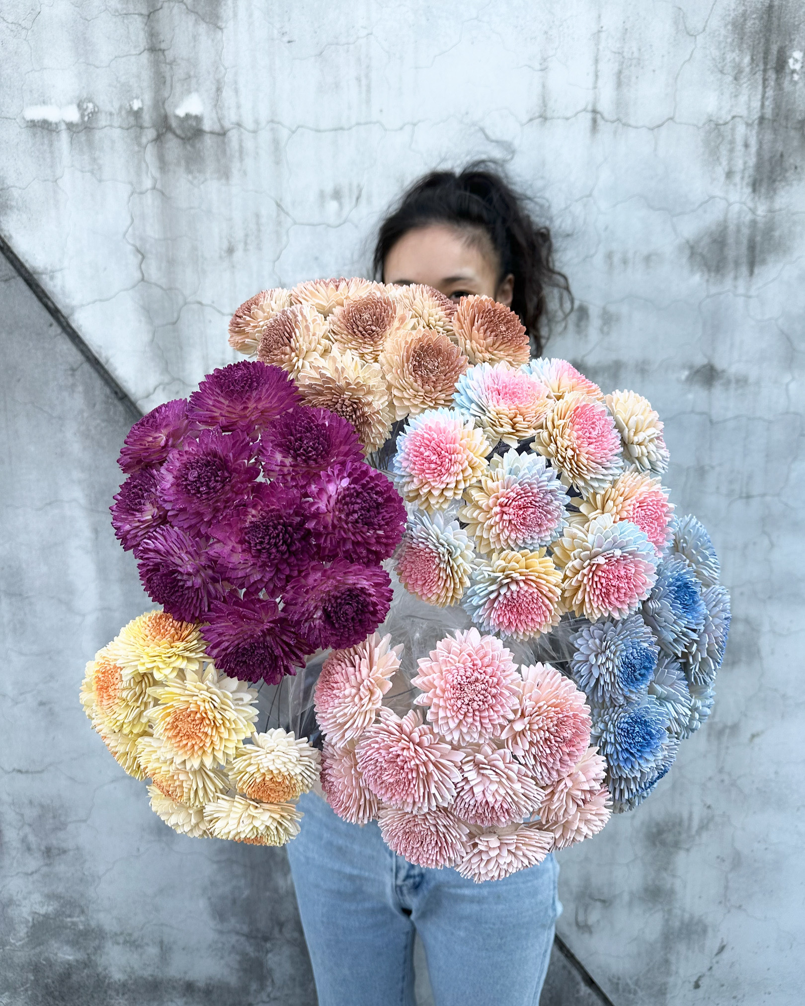 乾燥大雲南菊索拉