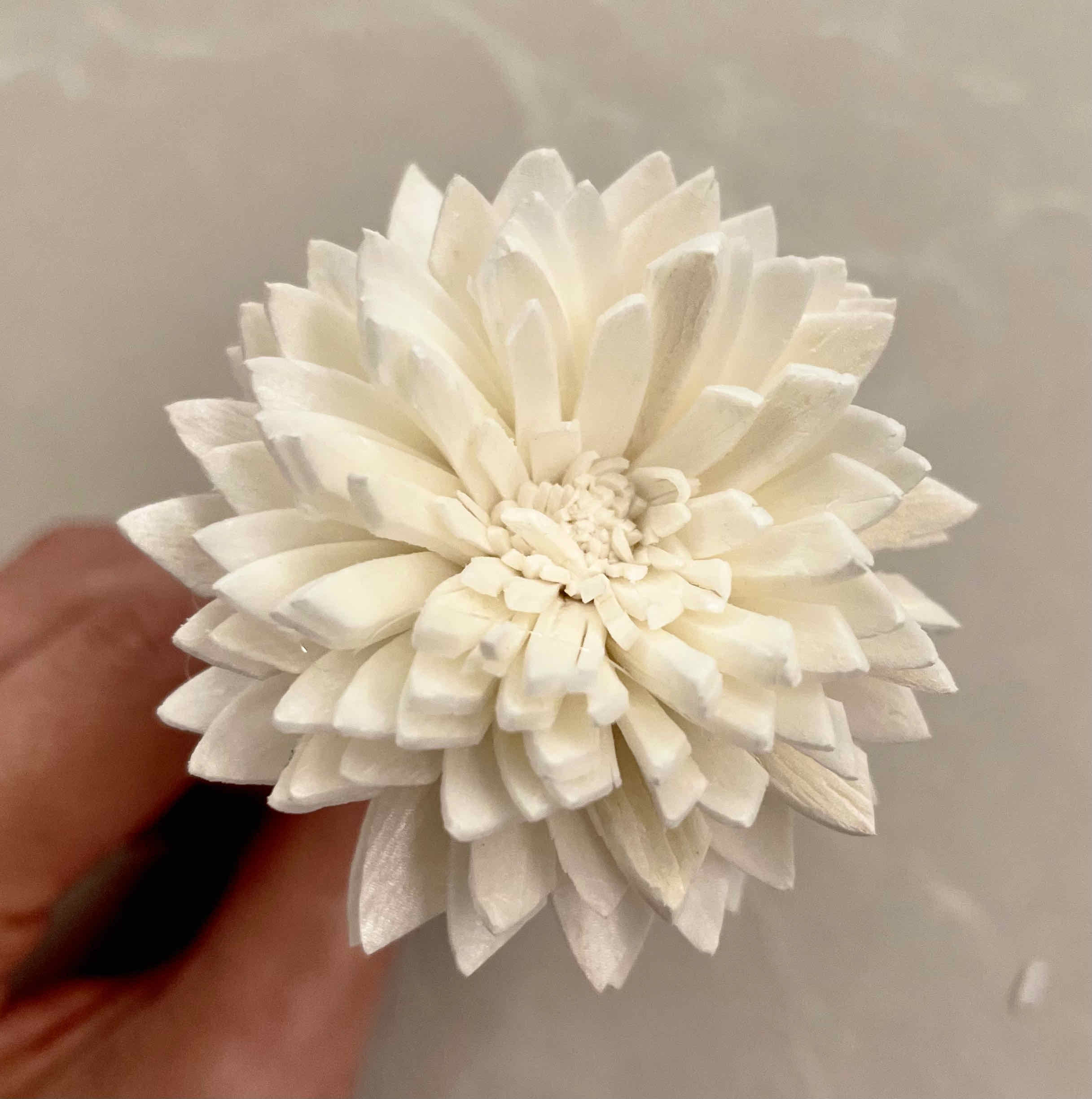 乾燥大雲南菊索拉