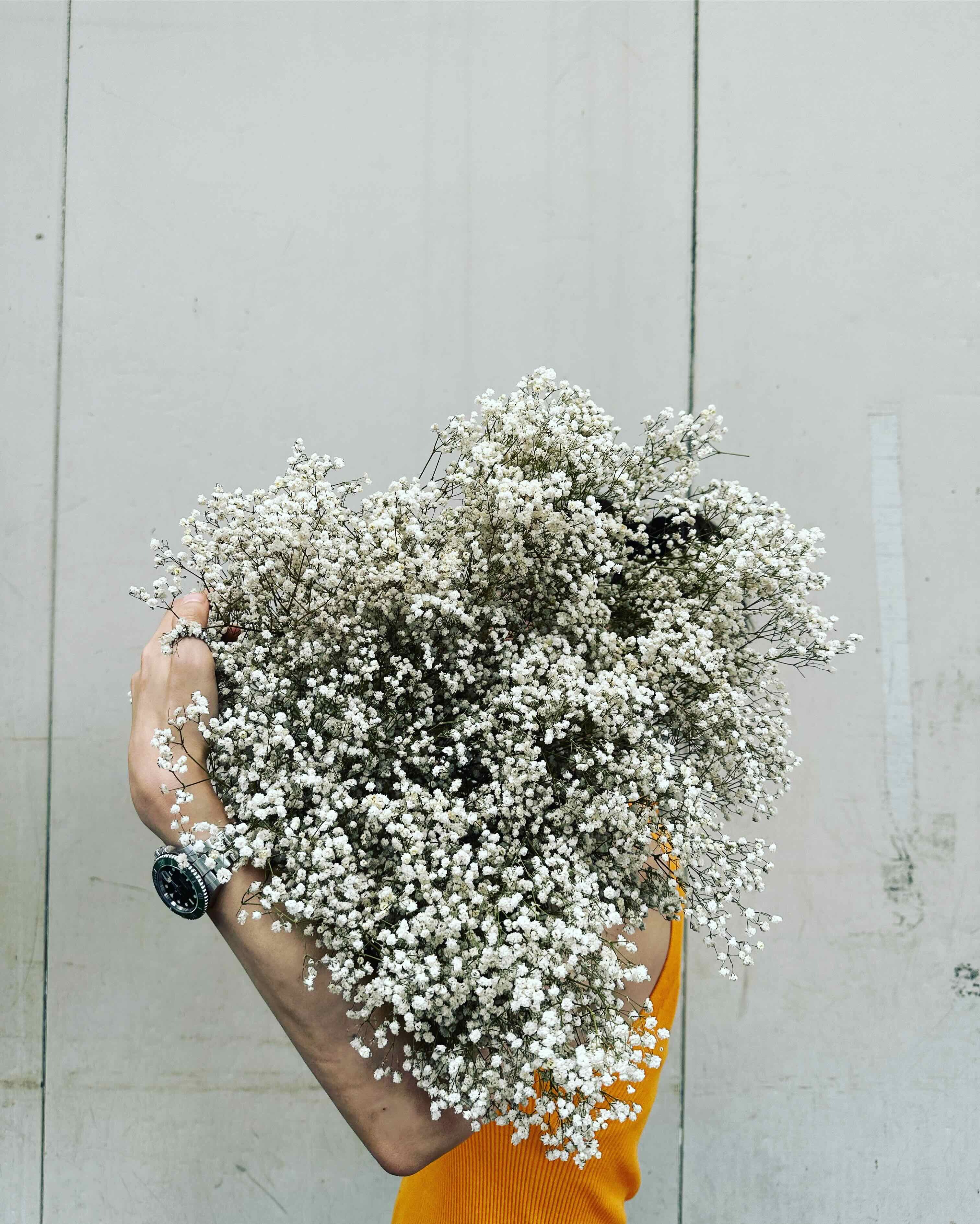 （新鮮）大花滿天星